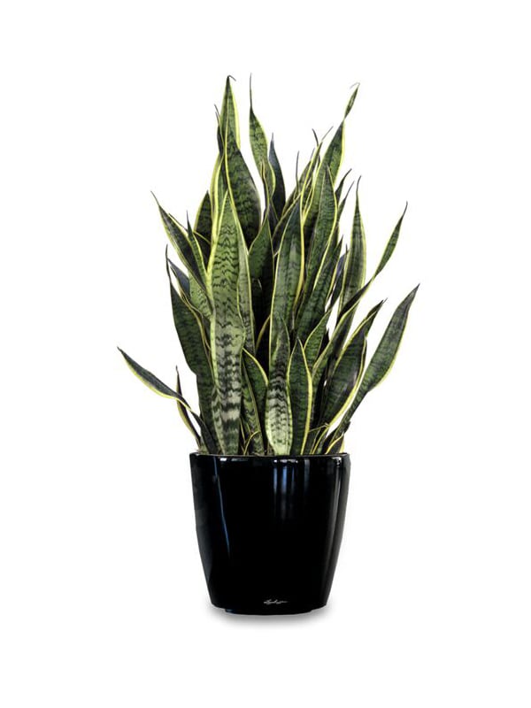 Snake Plant